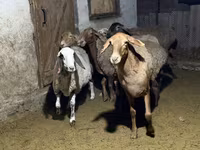 Schaf, Arashan sheep — Foto 7