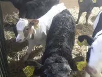 मवेशी (लॉट, लिंग निर्दिष्ट नहीं), Simmental cattle — फ़ोटो 2
