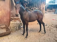 Айғыр, French Trotter — 2-сурет