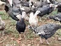 Turkeys — الصورة 6
