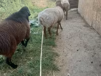 Widder, Rhon sheep — Foto 2