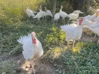 Turkeys — լուսանկար 2