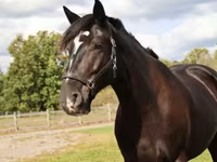 Ձի, Percheron — լուսանկար 4