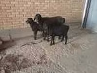عنزة, Alpine goat — الصورة 7