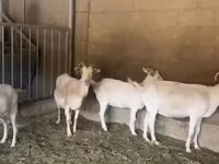 母山羊, Pomellata goat — 照片 5