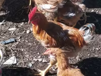 Chickens — լուսանկար 2
