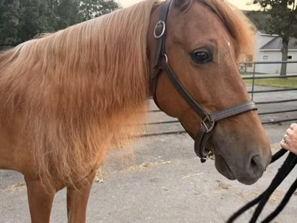 Cavalo, Rocky Mountain Horse