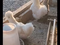 Սիլքի — լուսանկար 3