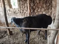 Խոյ, Arashan sheep — լուսանկար 4