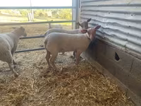 Қошқар, Charollais sheep — 2-сурет