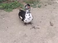 Ducks — Foto 1