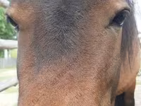 Էգ ձի, American shetland pony — լուսանկար 1