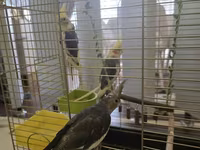 Növ: Nimfa tutuquşuları (cockatiel) – 3 ədəd Rənglər: sarı başlı — foto 2