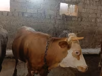 Touro, Bovinos — foto 6
