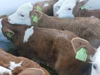 सांड, Simmental cattle — फ़ोटो 2