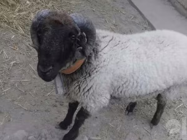 Խոյ, Suffolk sheep