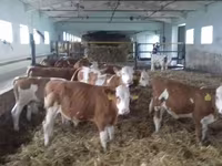 सांड, Simmental cattle — फ़ोटो 5