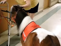 Ձի, Miniature horse — լուսանկար 4