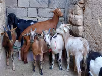 Ешкі, Alpine goat — 1-сурет