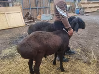 मेढ़ा, भेड़ — फ़ोटो 1
