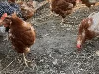 Chickens — Foto 2