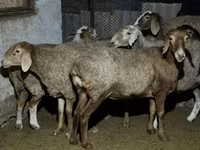 Schaf, Arashan sheep — Foto 4