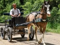 Ձի, Pinto horses — լուսանկար 5