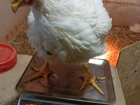 Chickens — 3-сурет
