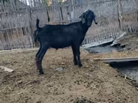 Billy Goat, Anatolian Black goats — photo 5