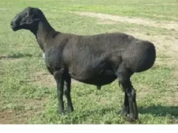 Ոչխար, Edilbay sheep