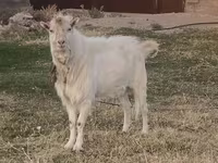 Արու այծ, Russian White goat — լուսանկար 1