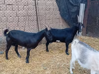 Теке, Saanen goat — 1-сурет