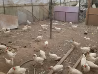 Chickens — photo 1