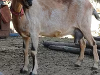 母山羊, Alpine goat — 照片 2