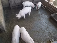 नर सूअर, सूअर — फ़ोटो 3