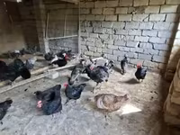 أمريكان غيم — الصورة 6