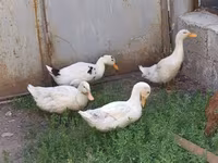 Ducks — photo 2