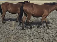 Stute, Mugalzhar horse — Foto 3