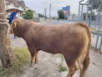 Bull, Limousin cow — photo 2