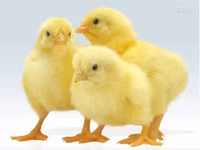 Chickens — լուսանկար 3