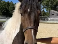 Ձի, American paint horse — լուսանկար 5