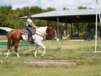 Hengst, American paint horse — Foto 7