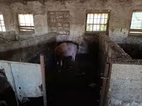 خنزير ذكر, الخنازير — الصورة 2