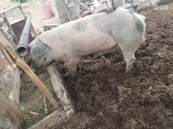 Boar,  — Armenia