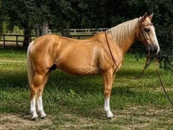Ձի, Quarter Horse