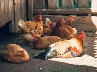Chickens — լուսանկար 4