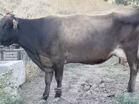 Կով, Խոշոր եղջերավոր — լուսանկար 1
