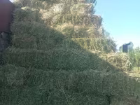 Կորնգանի տուկ այս տարվա — Foto 2