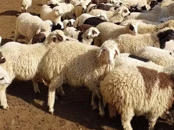 Գառան միս տարբեր քաշերի