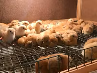 Chickens — Foto 2